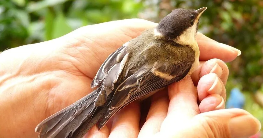 Salvation or Moksha freeing bird in hand