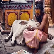 Why Do Hindus worship the cow ?